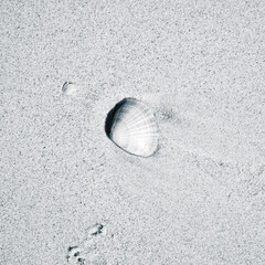 shell on the sand