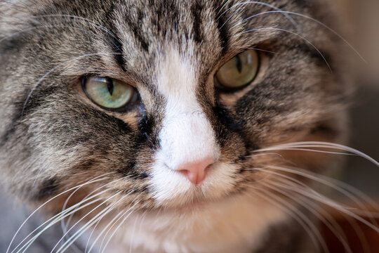 Interested look of a domestic cat portrait macro close-up