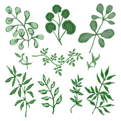 Set of summer plants and herbs. Green textured leaves and branches on a white background. Vector illustration, hand drawing