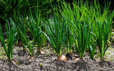 Obraz premium A bed of green onions in the garden on a summer day. The concept of gardening and harvesting. Selective focus in the foreground