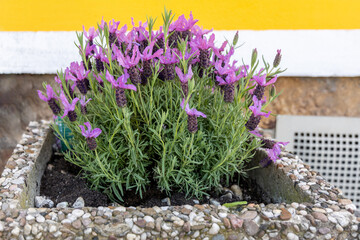 A lavender bush blooms in a street flowerpot near the yellow wall