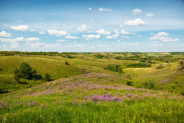 beautiful meadow on the hills with grass and flowers against the background of the sea and the sky