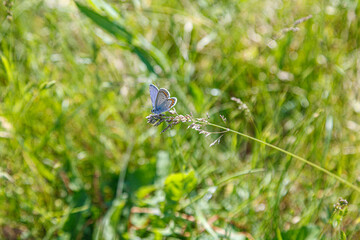 beautiful butterfly on the background of a meadow and beautiful flowers