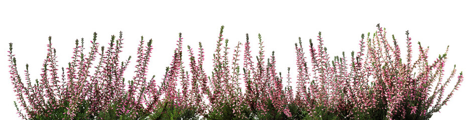 Obraz premium Heather with beautiful flowers on white background. Banner design