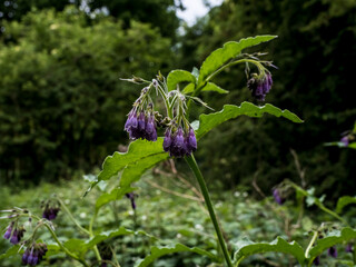 flowers in the garden
