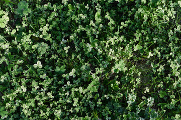 Close-up view of summer green lawn grass, microclover in sunlight