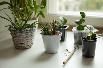 small homeplants at the window-cactus, succulents, aloe vera. potted plants on windowsill