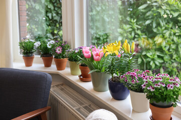 Many beautiful blooming potted plants on windowsill indoors