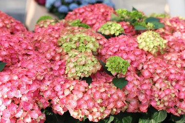 Beautiful hydrangea plant with colorful flowers as background, closeup