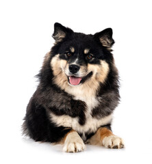 Finnish Lapphund in studio
