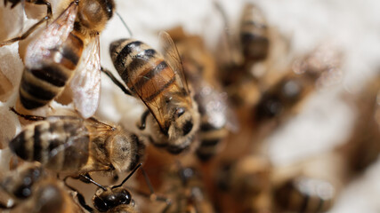Close-up of bees in the hive with cells in background