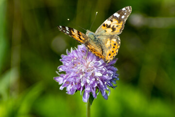 Blumen mit Schmetterling 