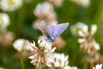 Schmetterling 
