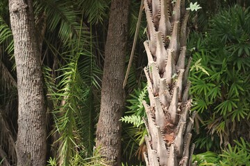 Palm tree in the forest