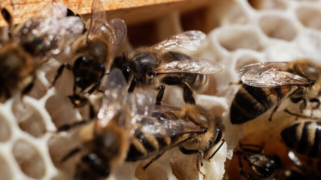 Close-up of bees in the hive