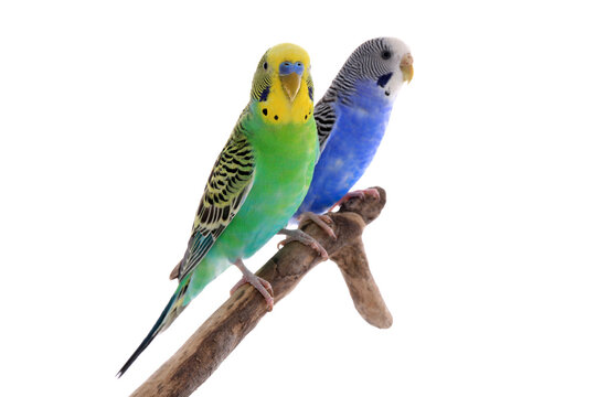 Two beautiful parrots perched on branch against white background. Exotic pets