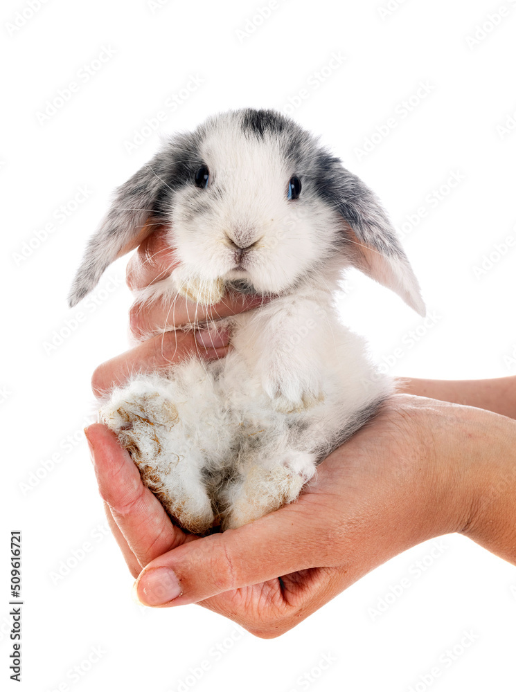 Canvas Prints mini lop in studio