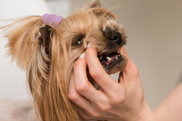 Teeth of a dog with tartar and smelly mouth, tartar in a Yorkshire terrier