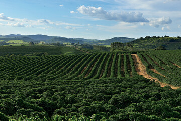 Fototapeta na wymiar Cafezal , plantas de café em plantação com céu azul
