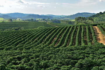 Fototapeta na wymiar Cafezal , plantas de café em plantação com céu azul