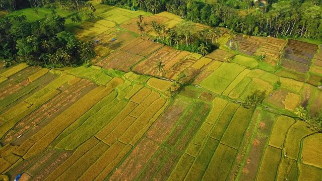 Amazing cinematic Ubud, Bali drone footage with exotic rice terrace, small farms and agroforestry plantation. This nature air footage was shot using DJI drone in full HD 1080p during sunrise.