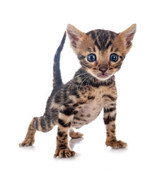 bengal kitten in studio