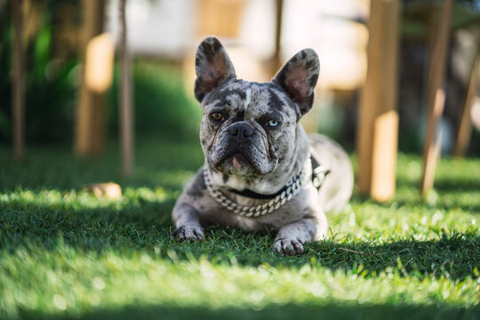 Bulldog francés merle con un ojo de cada color sentado y en el jardín tomando el sol