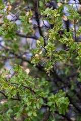 Selective focus shot of thorny bush.