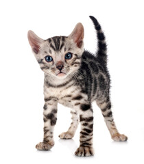 bengal kitten in studio