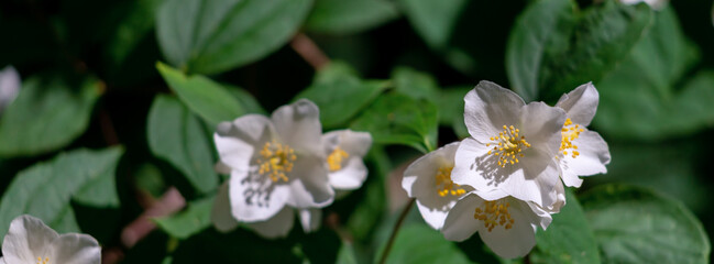 Close up of jasmine flowers in a garden.