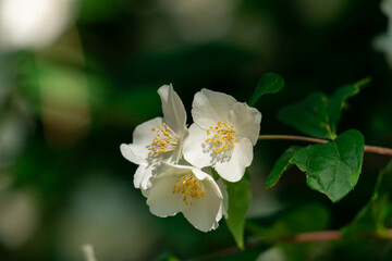 Obraz premium Close up of jasmine flowers in a garden.