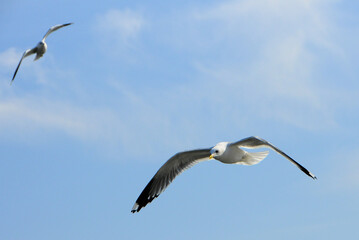 Obraz premium Birds of Ukraine.Gulls fly against the blue sky. Wintering waterfowl