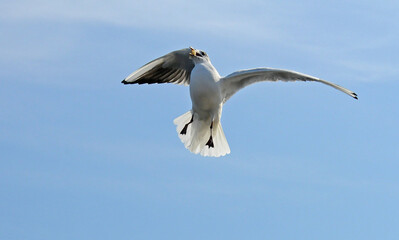 Birds of Ukraine.Gulls fly against the blue sky. Wintering waterfowl