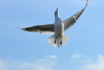 Birds of Ukraine.Gulls fly against the blue sky. Wintering waterfowl