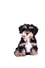 cute puppy of Havanese dog
