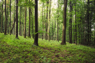 green woods in the morning