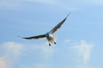 Birds of Ukraine.Gulls fly against the blue sky. Wintering waterfowl