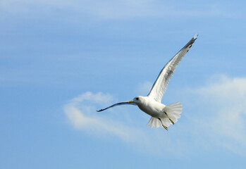Birds of Ukraine.Gulls fly against the blue sky. Wintering waterfowl