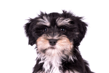 cute puppy of Havanese dog