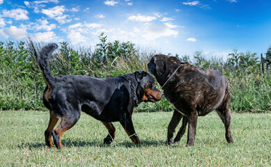 cane corso and rottweiler