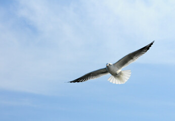 Birds of Ukraine.Gulls fly against the blue sky. Wintering waterfowl