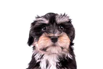 cute puppy of Havanese dog