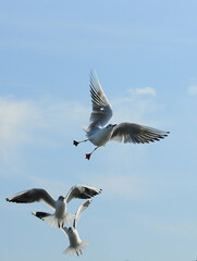 Birds of Ukraine.Gulls fly against the blue sky. Wintering waterfowl