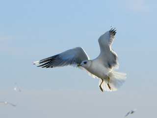 Birds of Ukraine.Gulls fly against the blue sky. Wintering waterfowl
