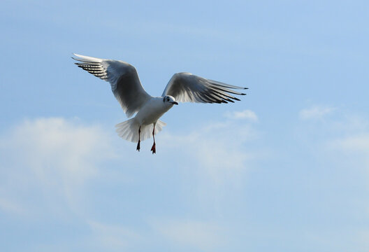 Birds of Ukraine.Gulls fly against the blue sky. Wintering waterfowl