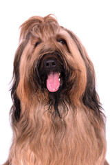 Naklejka na ściany i meble the portrait of Briard (Berger de Brie) Dog