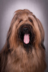 Naklejka na ściany i meble the portrait of Briard (Berger de Brie) Dog