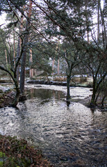 Fototapeta premium Winter landscape, cold day in the forest
