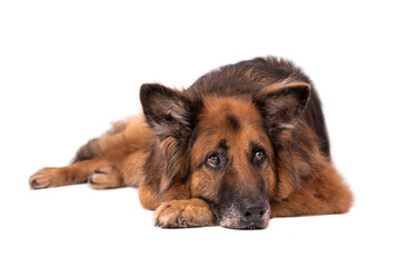 portrait of very old Long Hair German Shepherd Dog