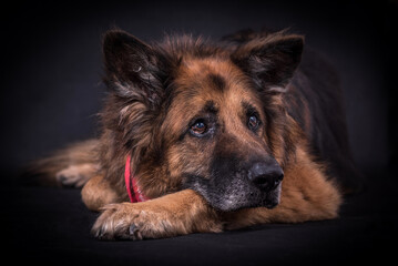 portrait of very old Long Hair German Shepherd Dog